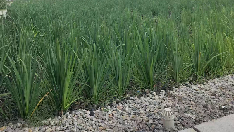 火山石滤料在园艺中的妙用：让您的植物生长更健康和美丽